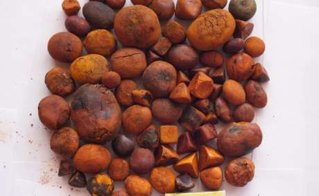 Ox,Cow,Cattle, Gallstones....+254799517375
