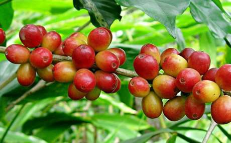 African Coffee Exporters & Importers +27631501216 | Top Best Robusta Coffee Beans Suppliers