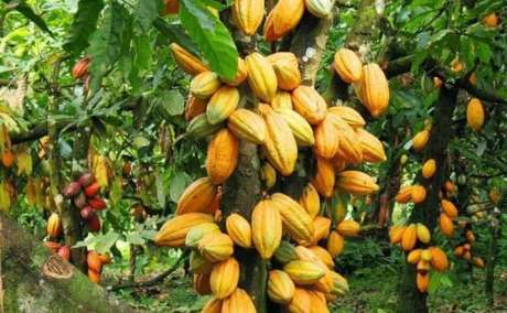 Buy Premium Cocoa Beans from Ugandan cocoa Exporter +27631501216