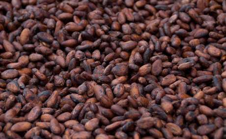 Uganda's Best Cocoa Bean export company and exporters in South Africa +27631501216