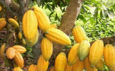 Cocoa Exporter Near Me | Buy Fermented Dried Raw Cacao Beans +27631501216