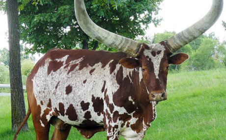 Ankole Bulls for sale | Ankole Female Cow | Ankole Cattle Auctions | Ankole Bulls for Auction +27631501216