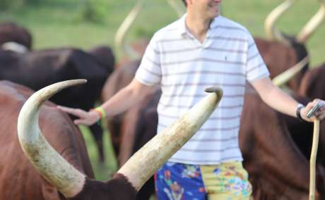 Livestock Trade | Ankole Breed For Sale | Ankole cattle in South Africa for Sale +27631501216