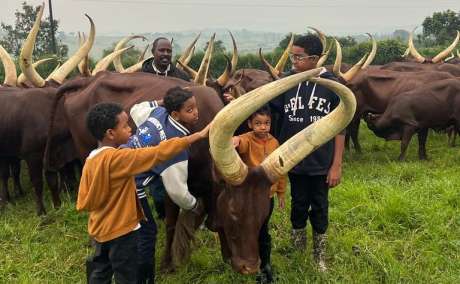 Ankole Cattle For Sale | Ankole Cow For sale | Ankole Breeders Near Me +27631501216