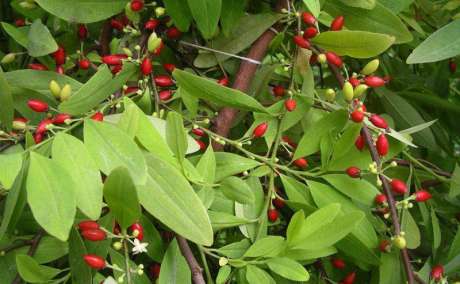 WhatsApp +447784929383 Buy Coca leaves online All Countries Georgia, Kuwait,Qatar,Oman,Soudi Arabia,United States,Canada,UK Germany All Countries COCA TEA BOX: your coca leaves, coca tea and coca powder store What is the coca leaves?